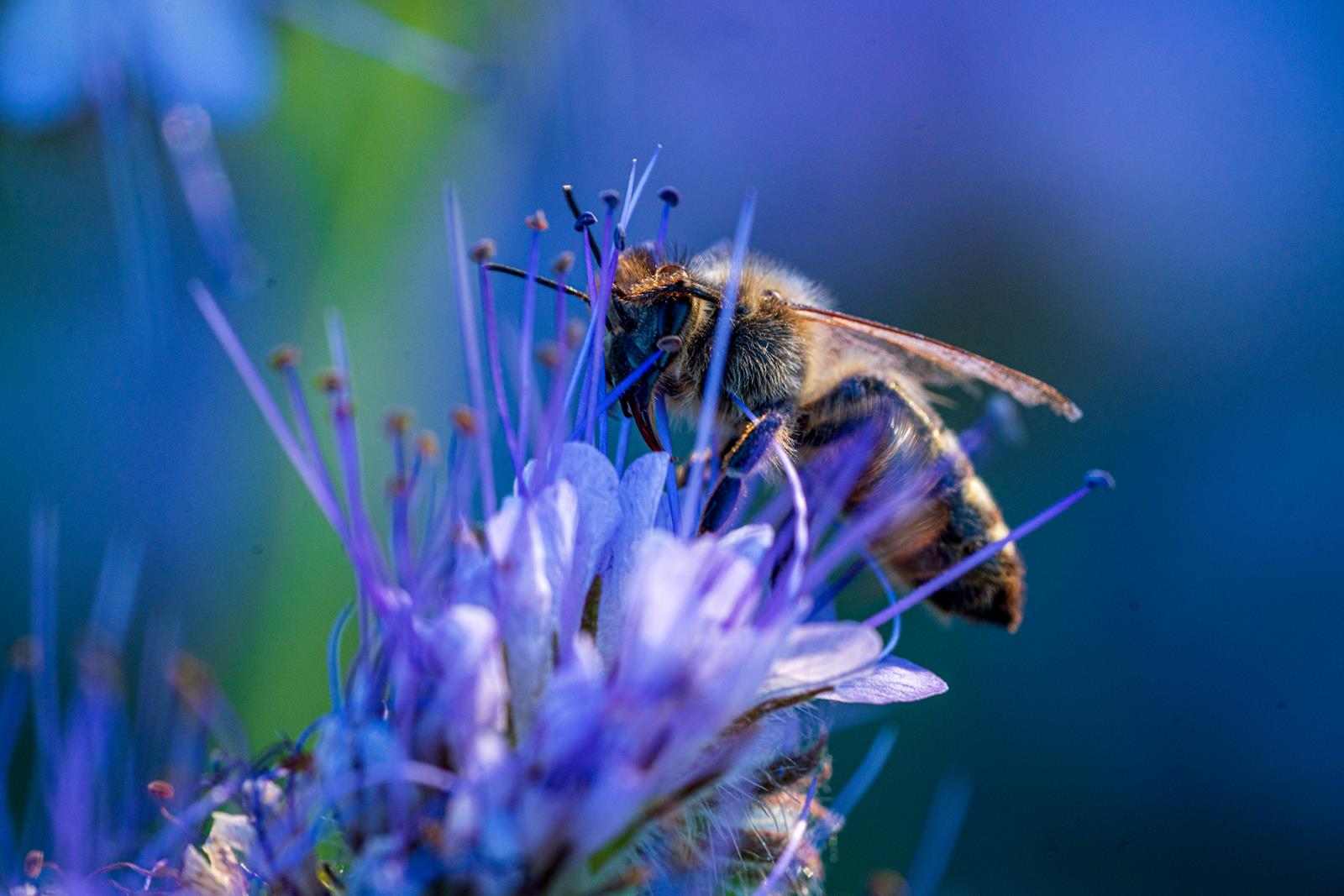Biene im Blau