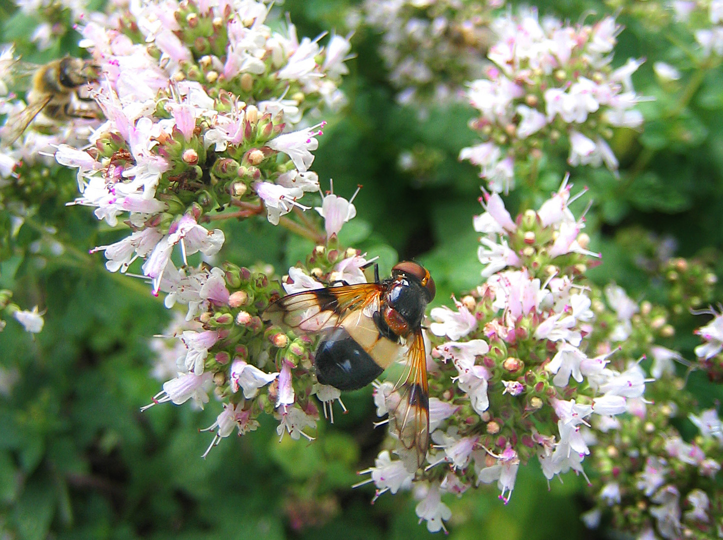 Biene im blühenden Majoran