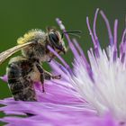 Biene im Blütendschungel