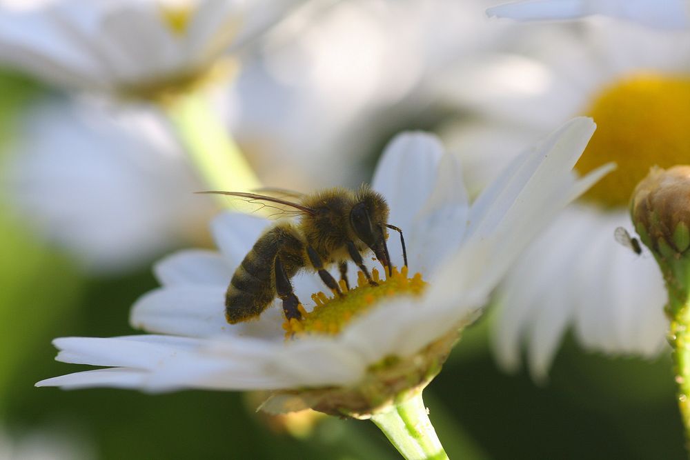 Biene im Blütenkelch