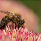 Biene im Blütenmeer