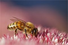 Biene im Blütenmeer