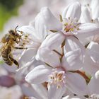 Biene im Blütenparadies