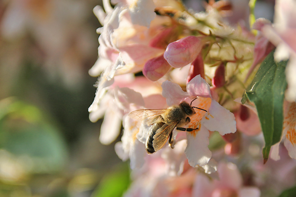 Biene im Blütenparadies