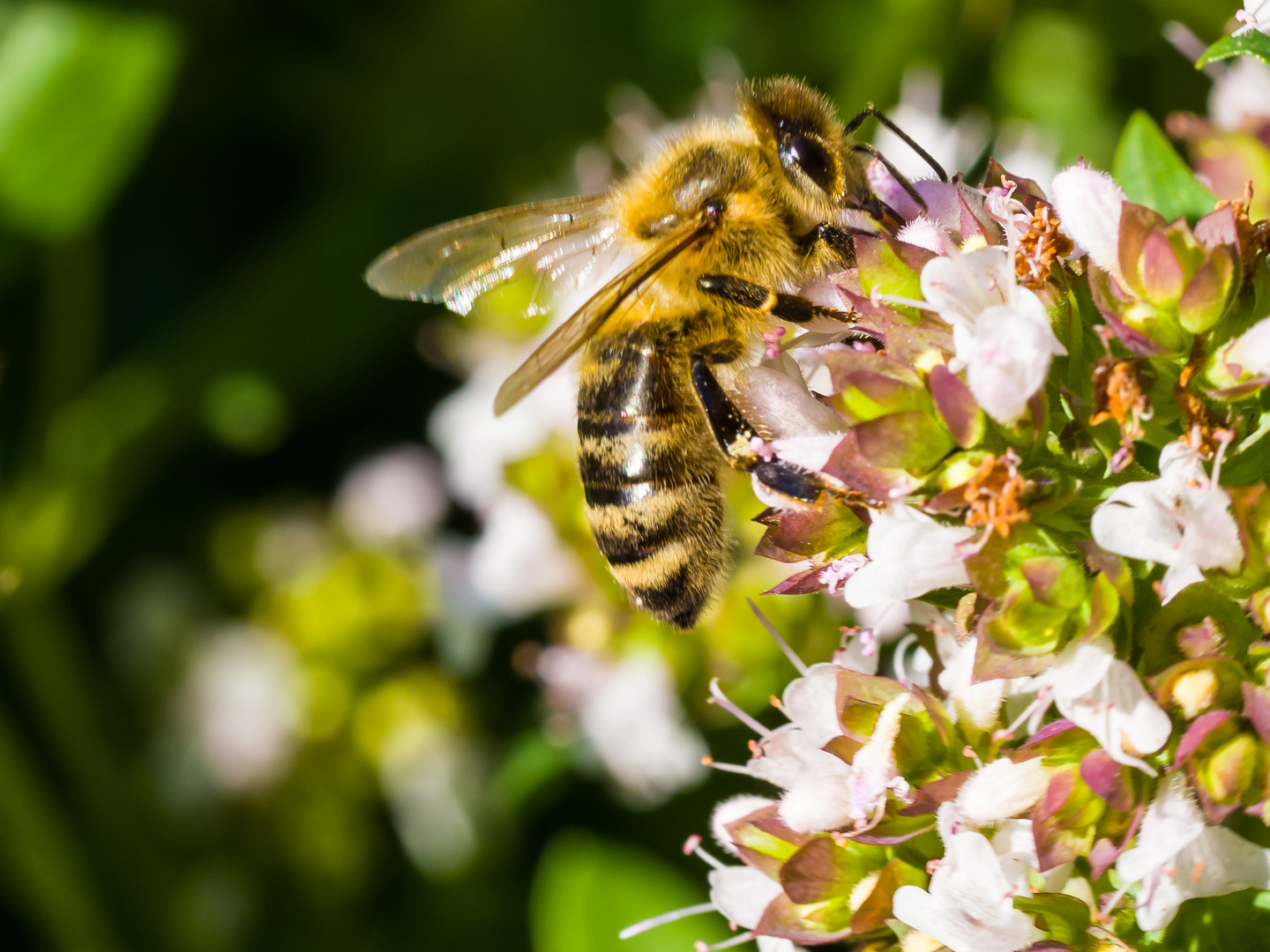 Biene im Blütenrausch 708_5-1