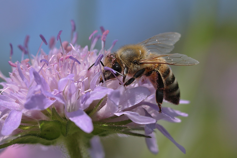 Biene im Blütenreich der Witwenblume