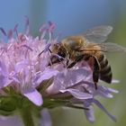 Biene im Blütenreich der Witwenblume