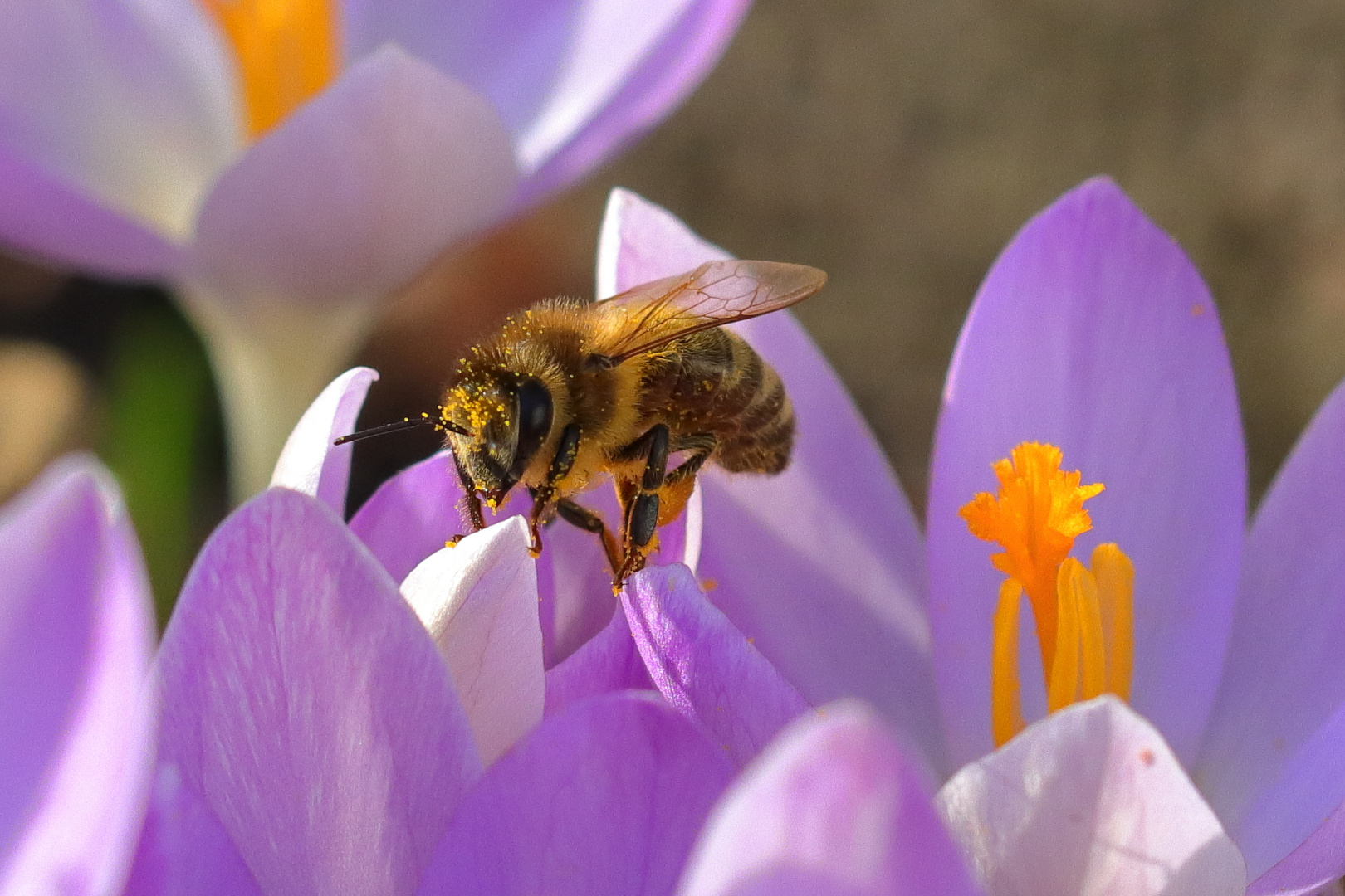 Biene im Blütenstaub