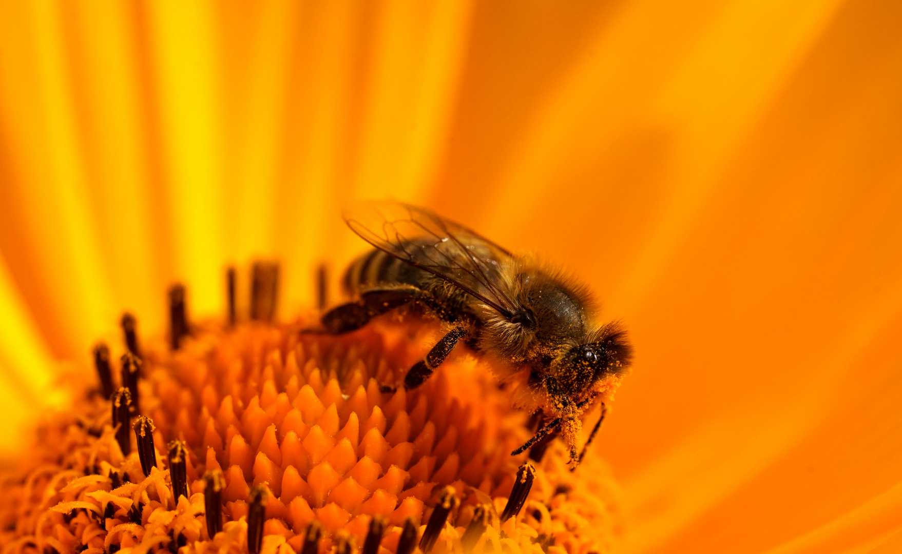 Biene im Blütenstaub 