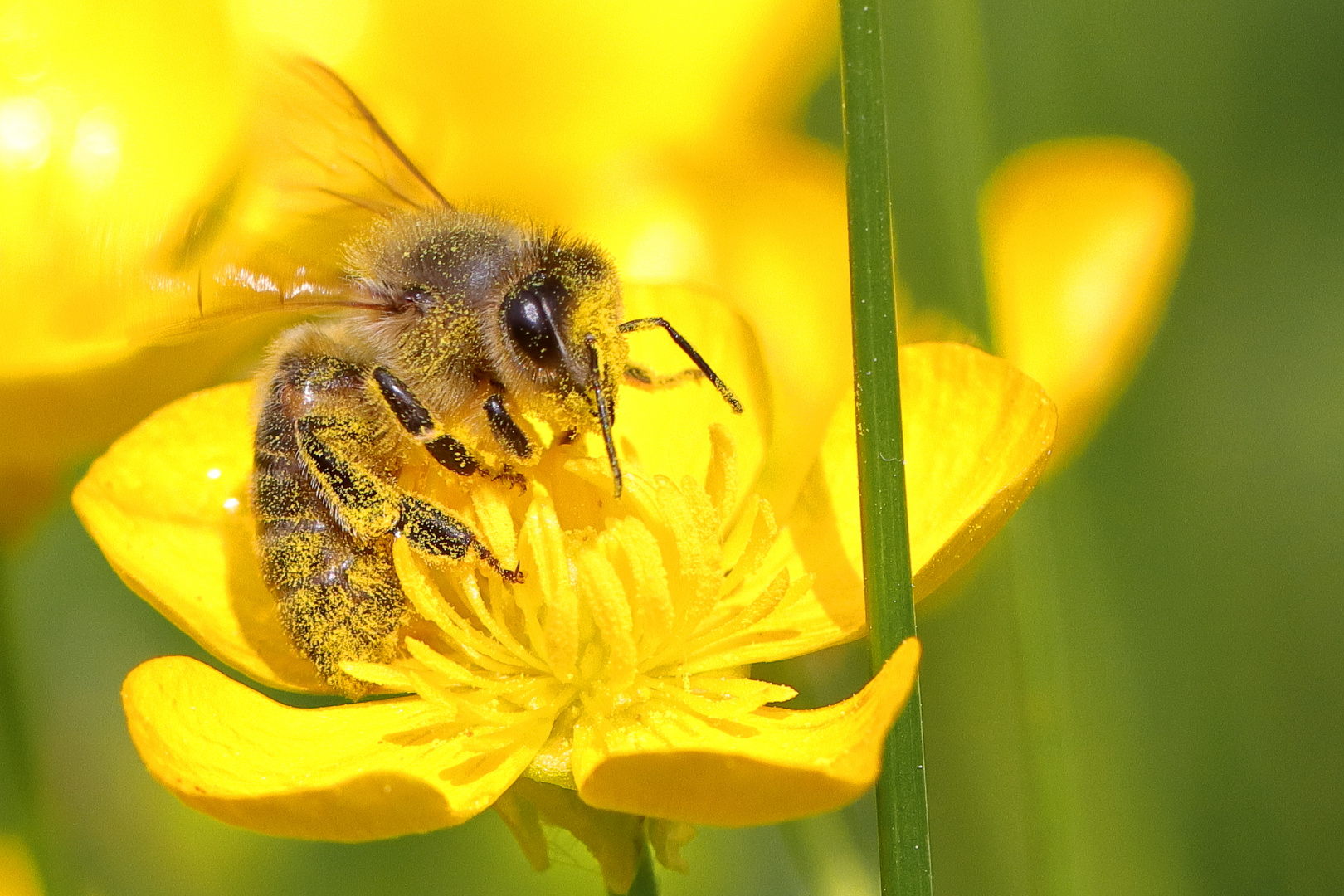 Biene im Blütenstaub-Vollbad