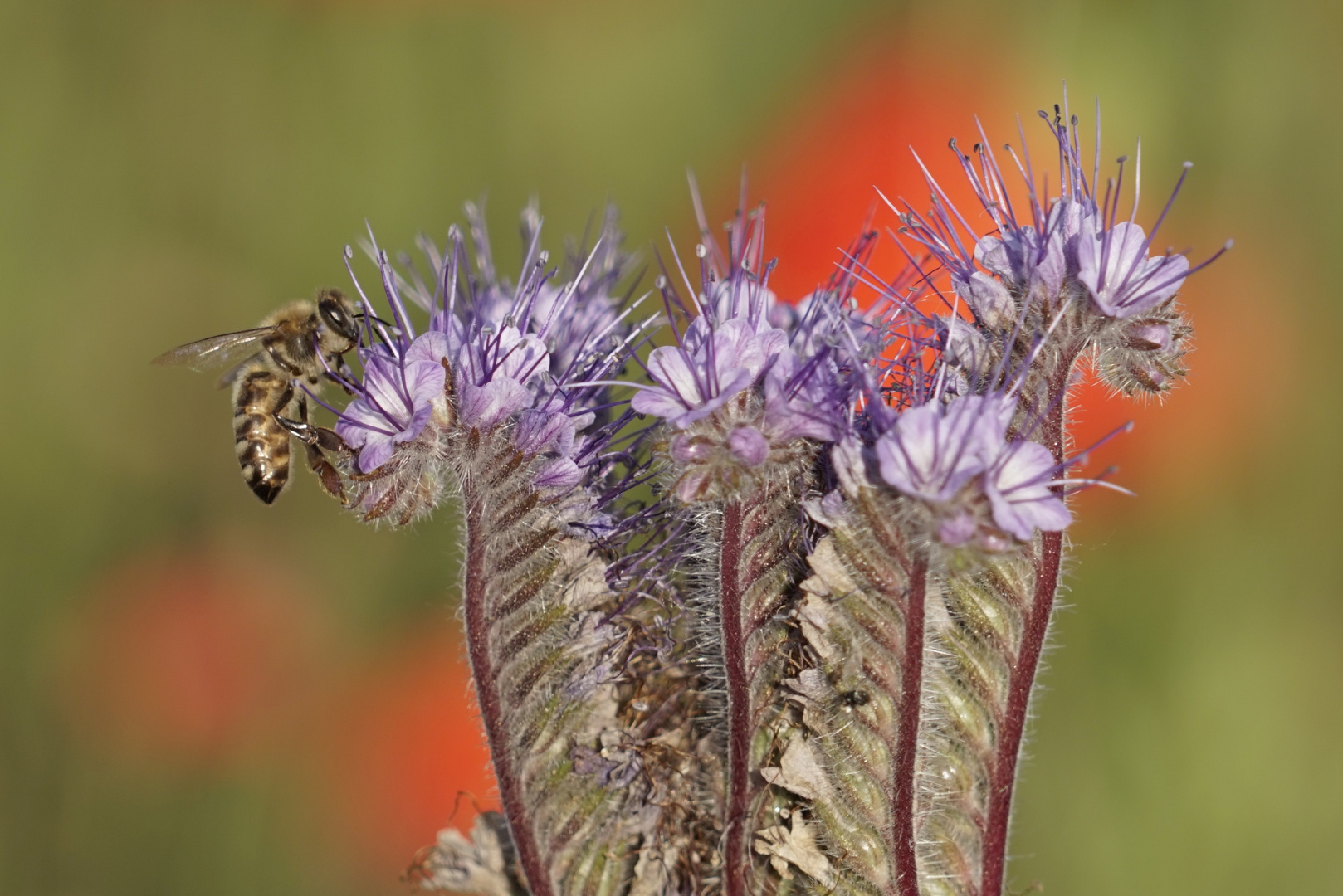 Biene im Blumenfeld