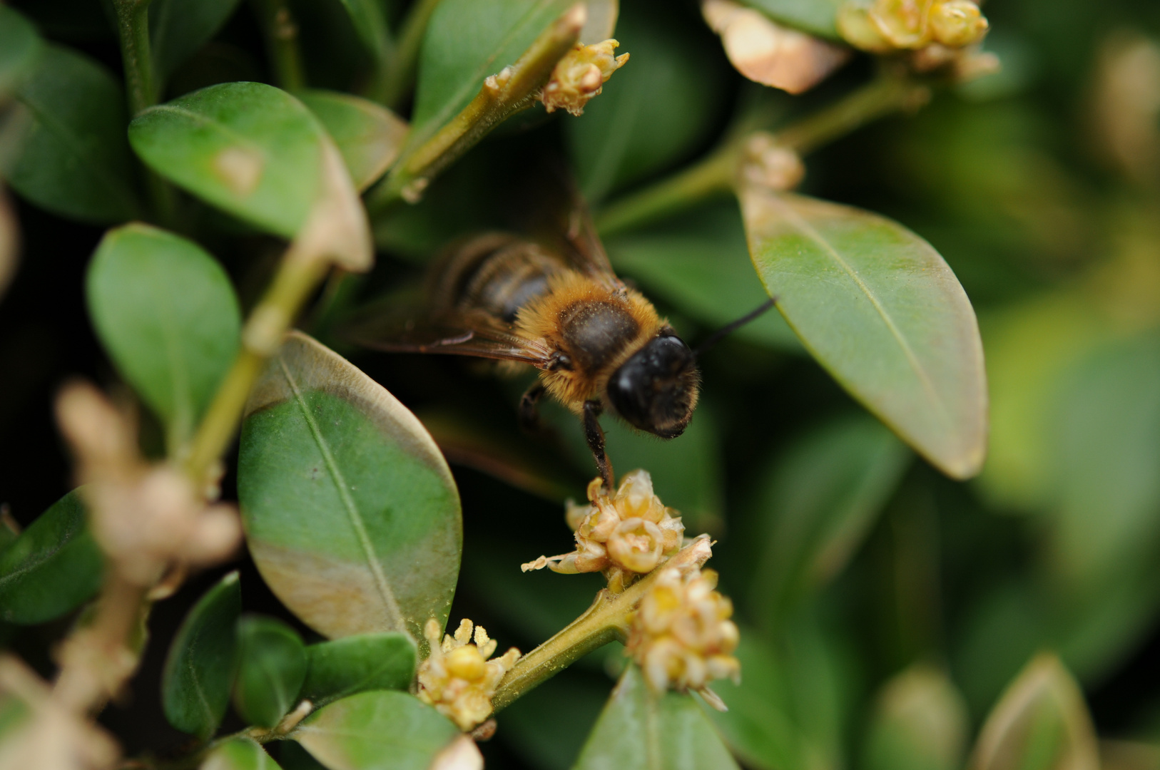 Biene im Botanischen Garten Bochum