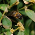 Biene im Botanischen Garten Bochum