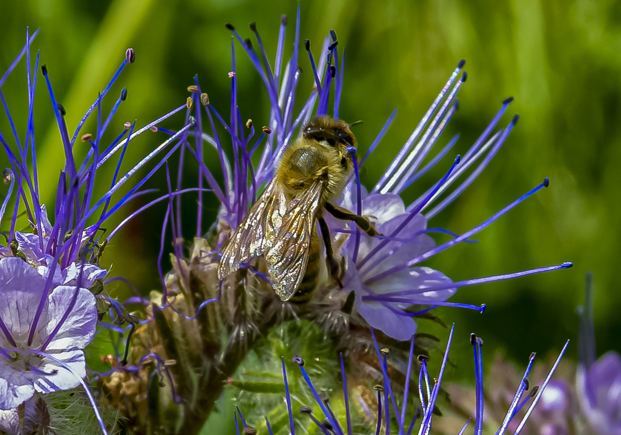 Biene im corona Frühjahr