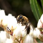 Biene im eigenen Garten