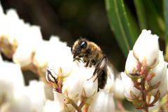 Biene im eigenen Garten
