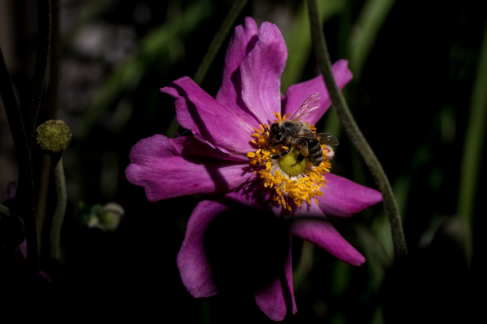 Biene im eigenen Garten