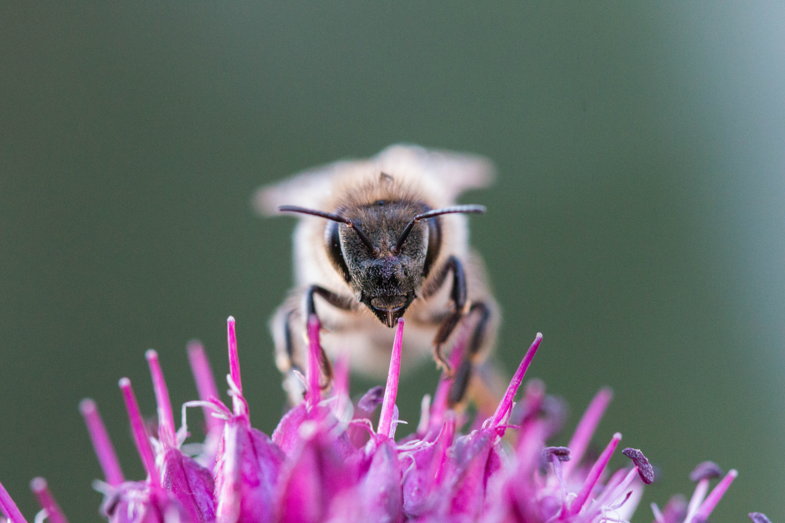 Biene im eigenen Garten (Makro)