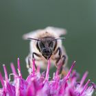 Biene im eigenen Garten (Makro)