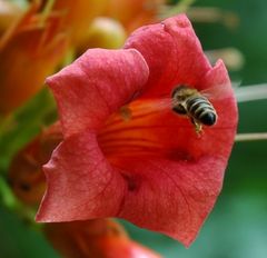 Biene im Endanflug auf eine Blume