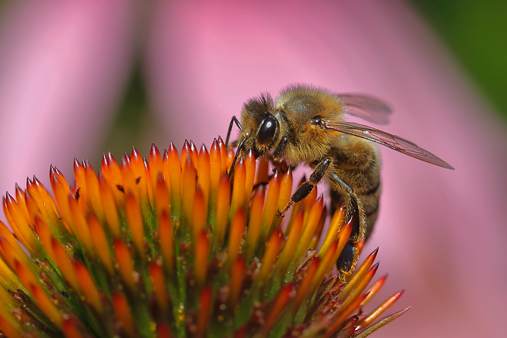 Biene im Farbenland