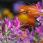 Biene im Farbenland