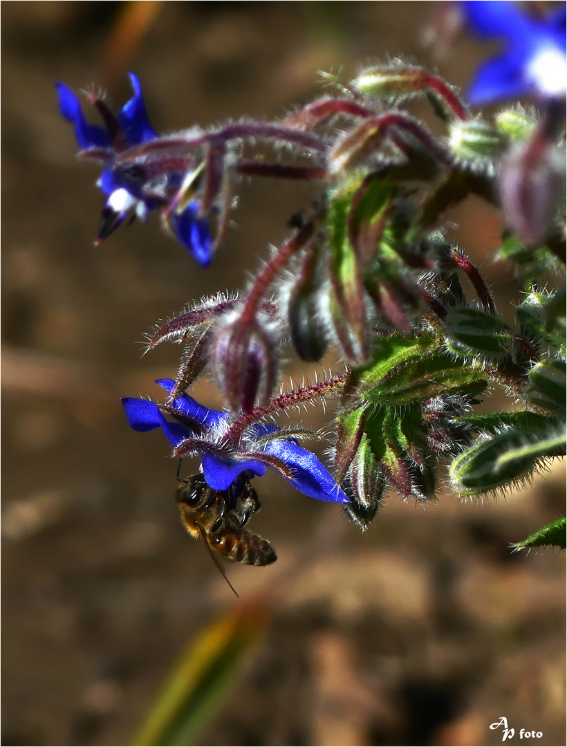 Biene im Farbrausch