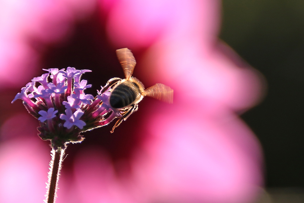 Biene im Farbrausch