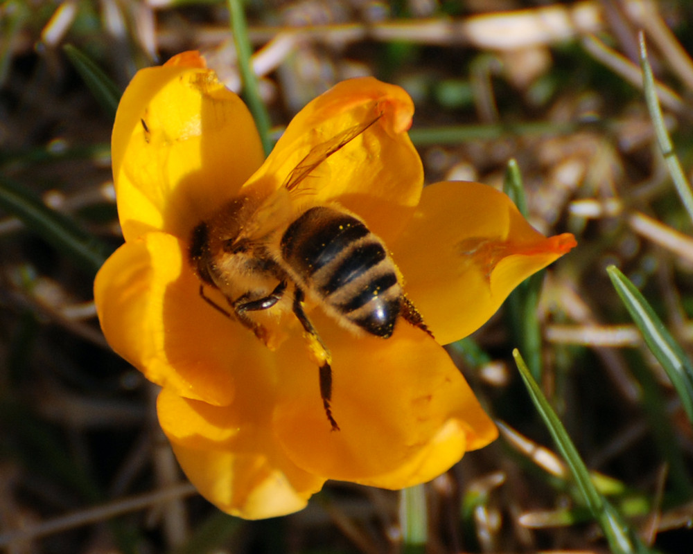 Biene im Februar