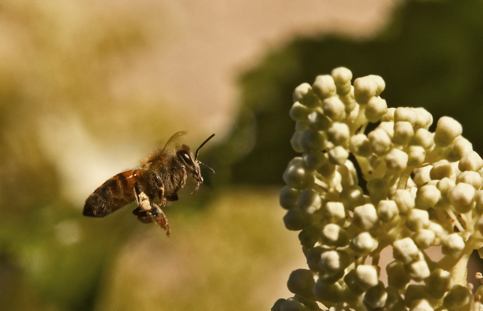 Biene im Flug 001a