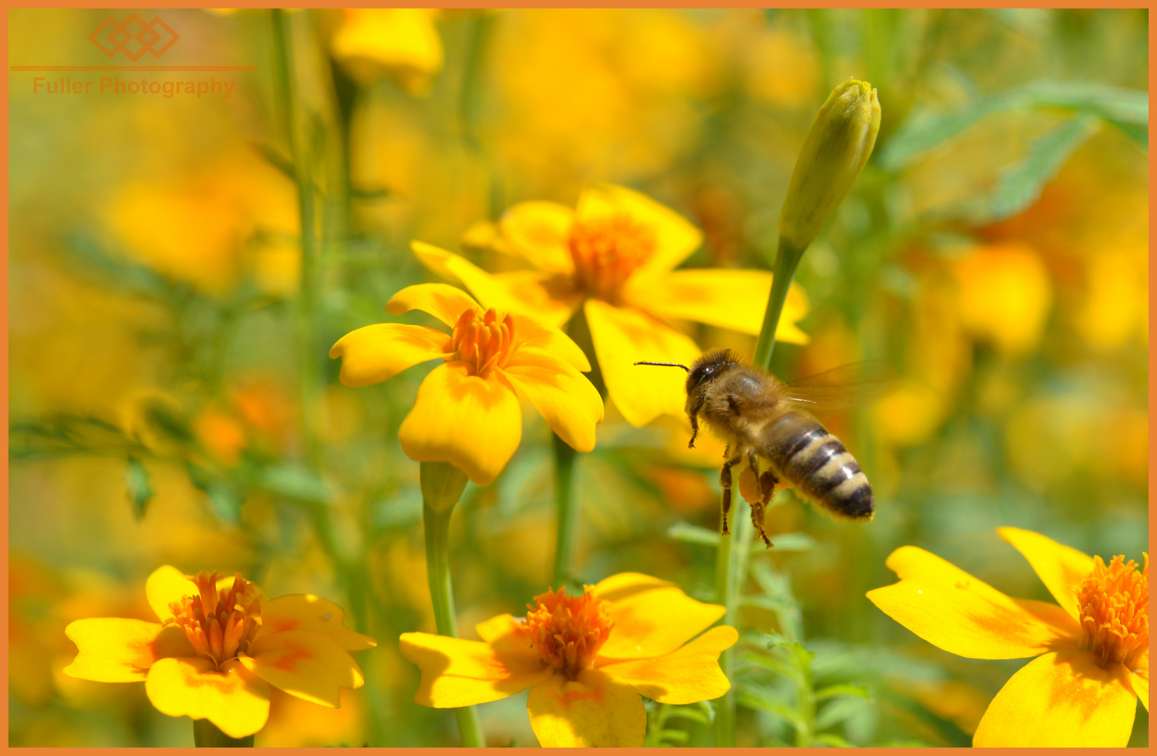 Biene im Flug