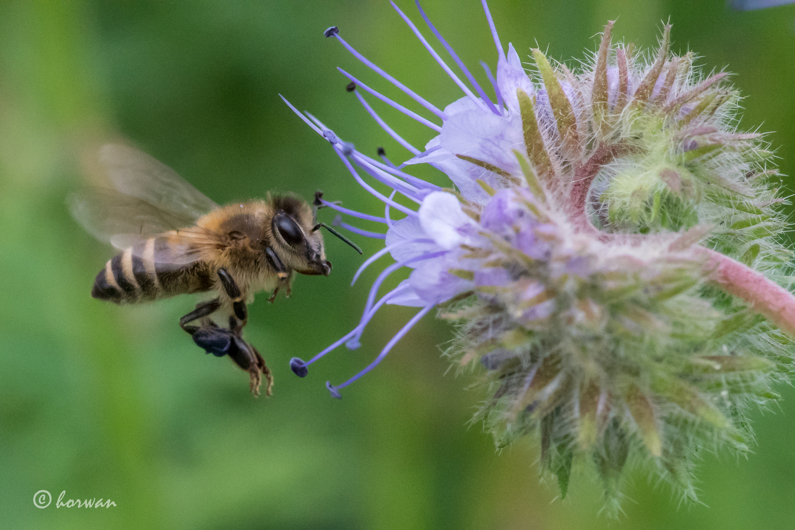 Biene im Flug