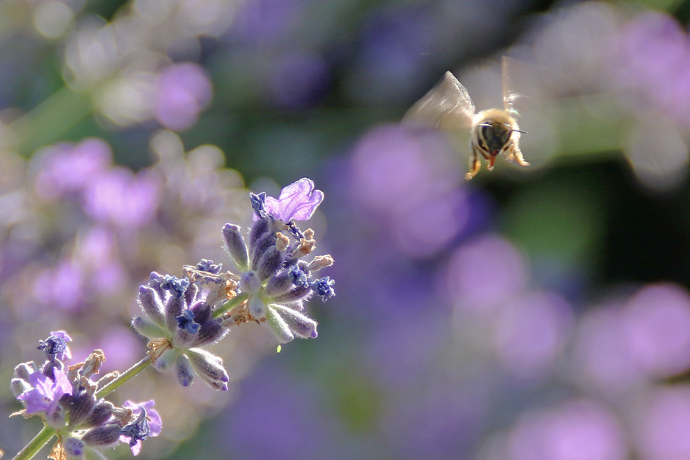 Biene im Flug