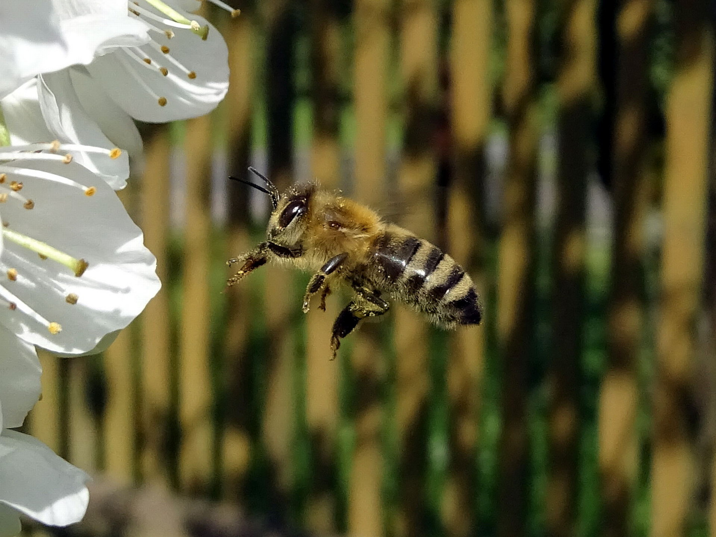 Biene im Flug 