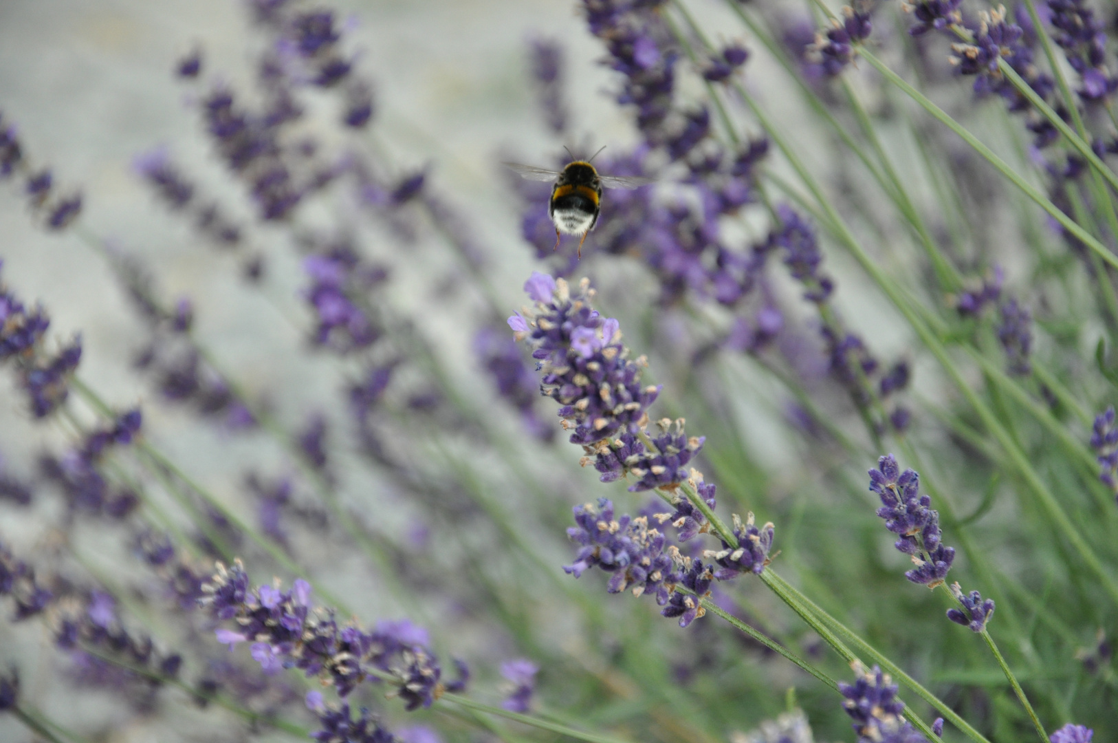 Biene im Flug