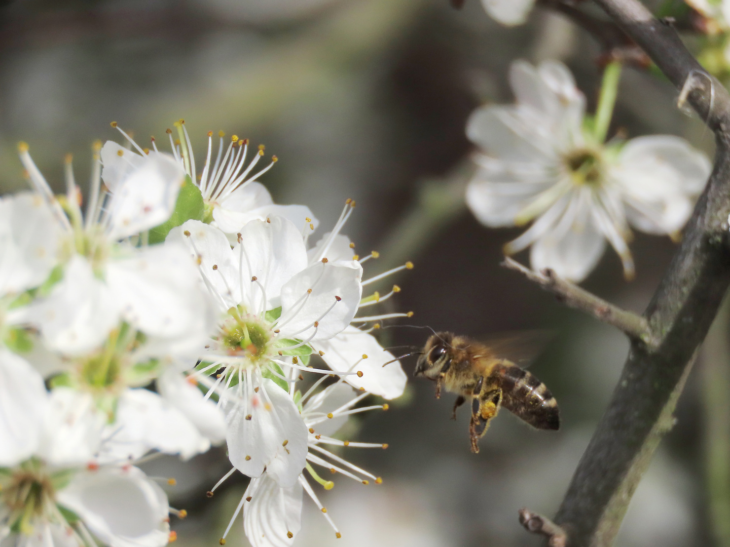 Biene im Flug