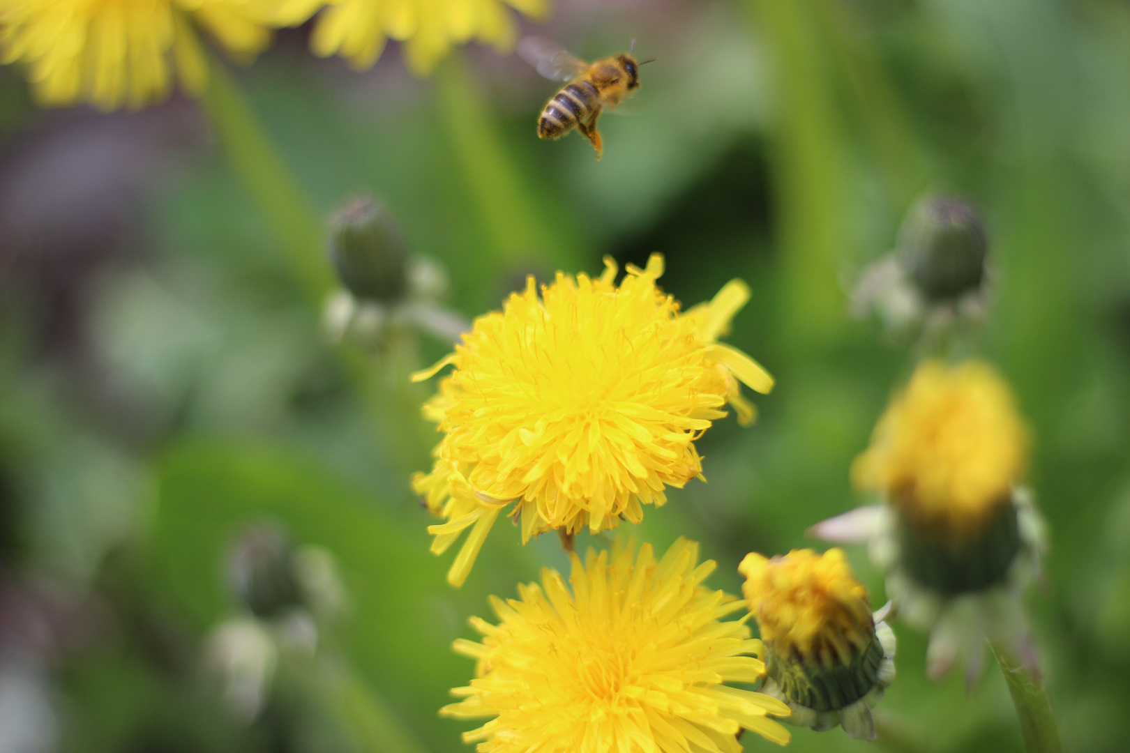 Biene im Flug