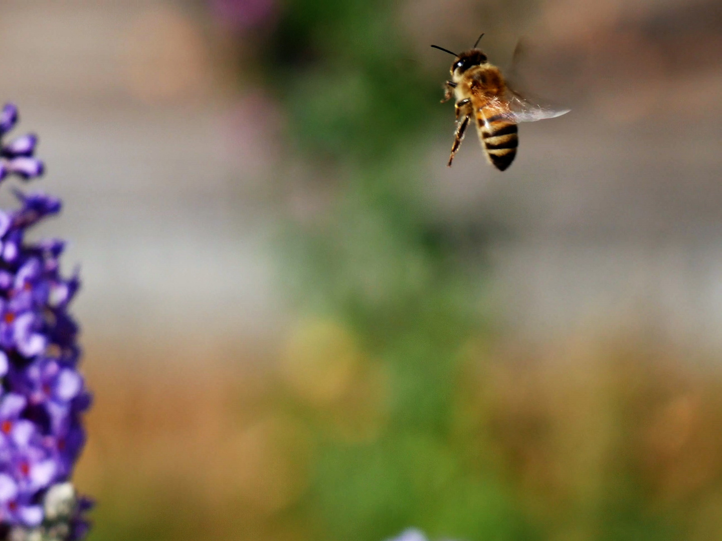 Biene im Flug