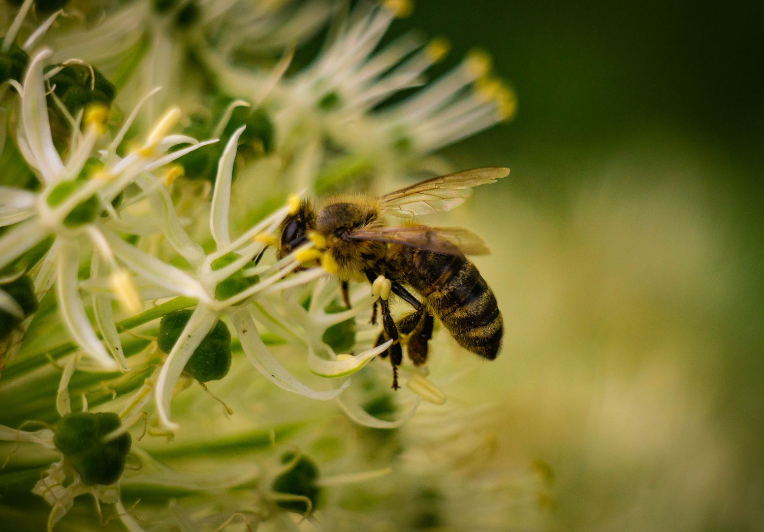 Biene im Flug