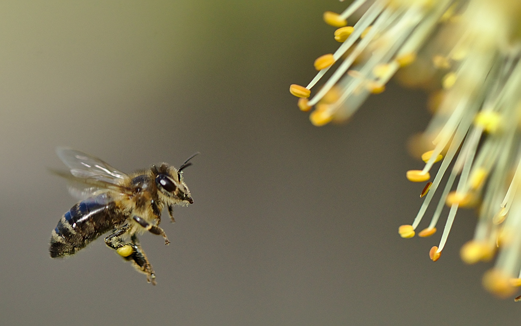 Biene im Flug