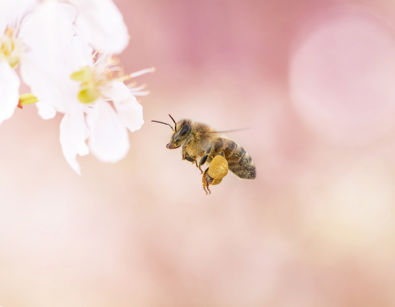 Biene im Flug