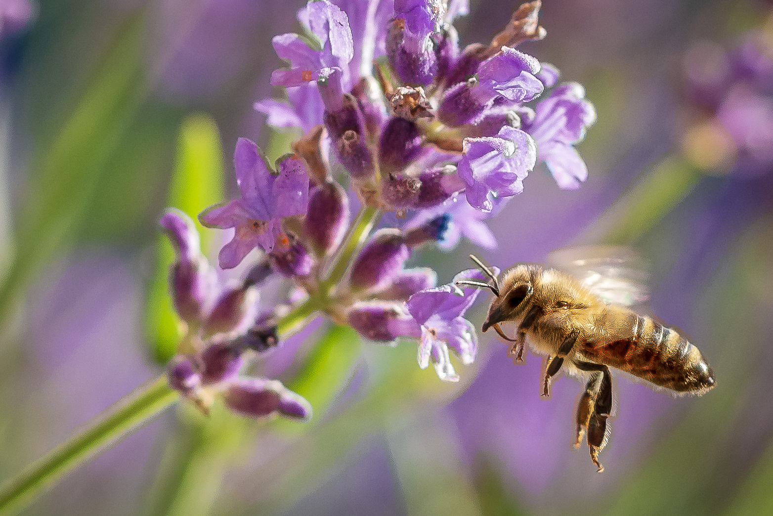 Biene im Flug