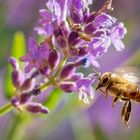 Biene im Flug