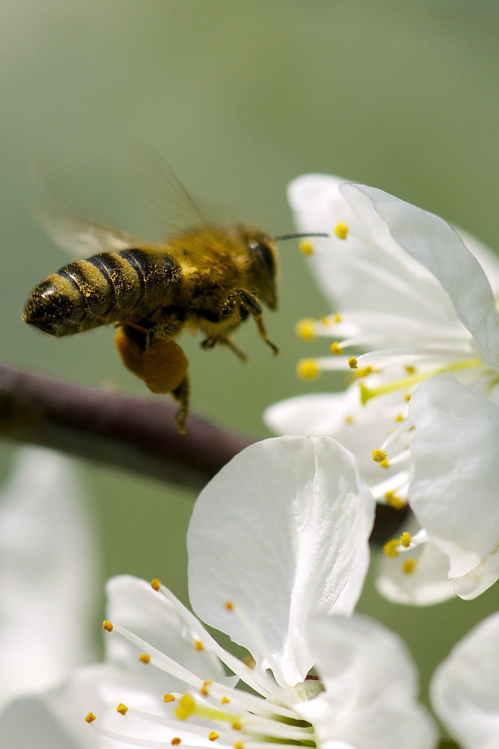 Biene im Flug