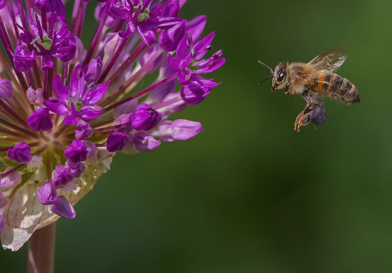 Biene im Flug