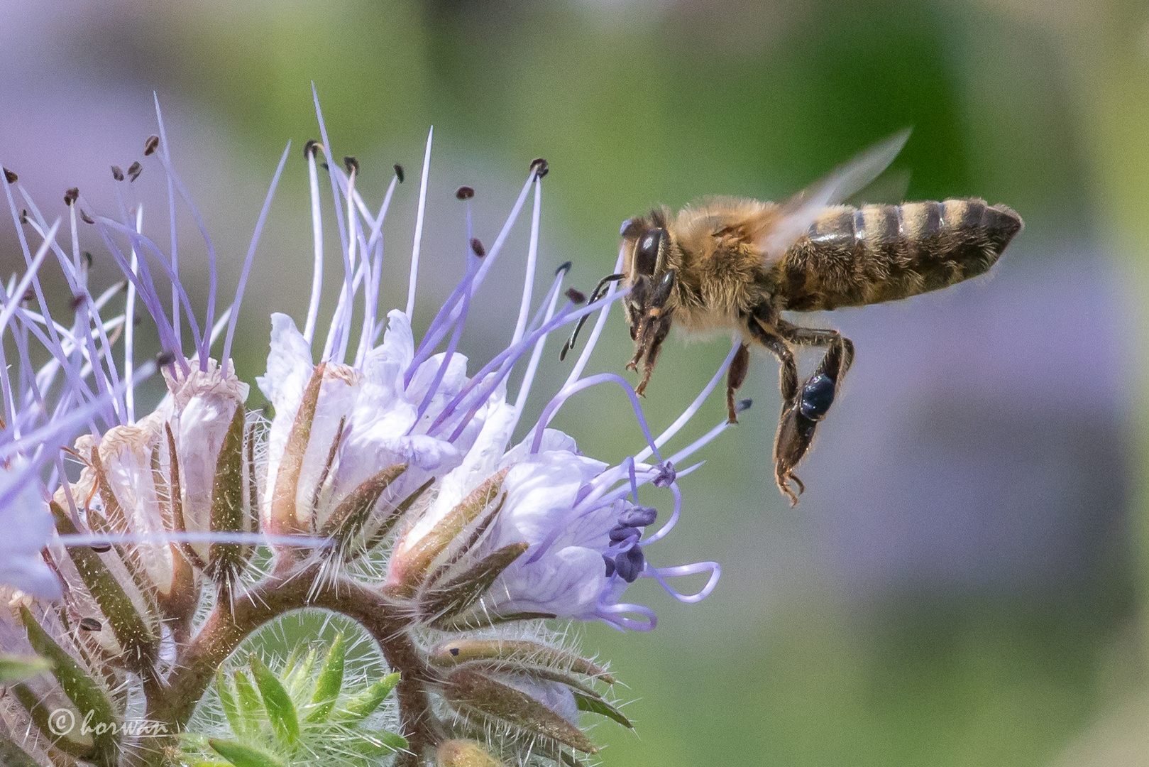 Biene im Flug