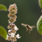 Biene im Flug am Balkon