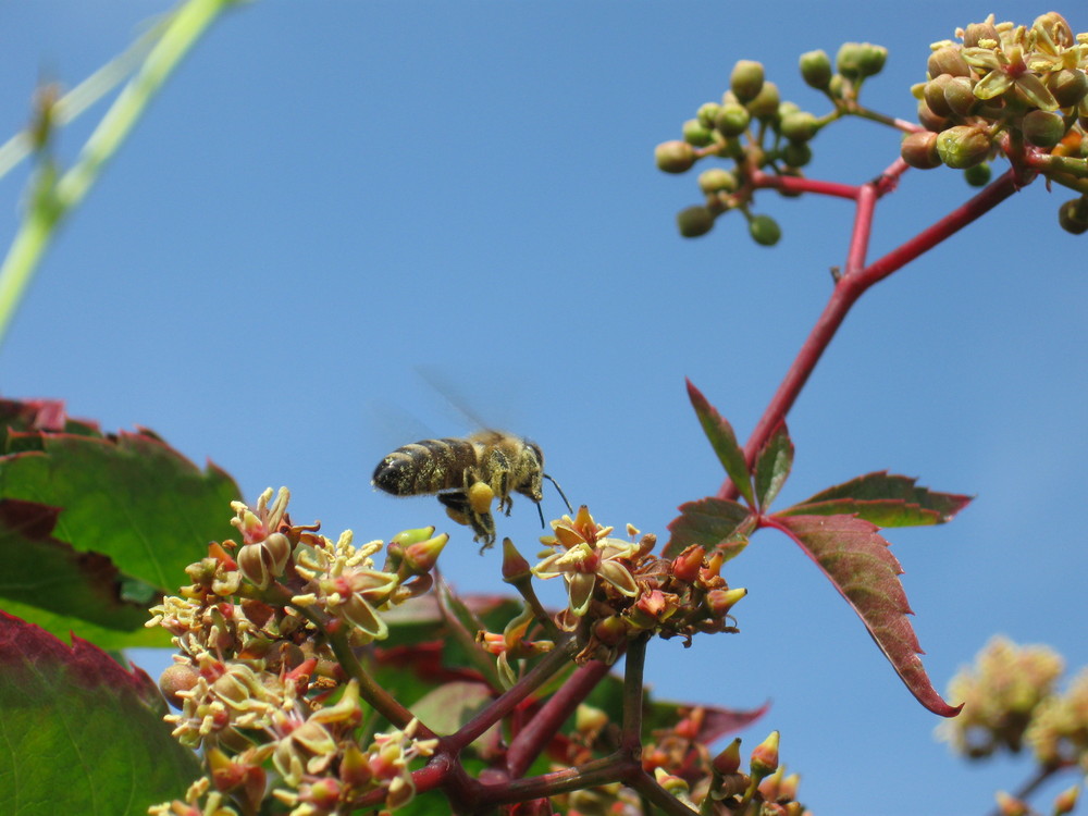 Biene im Flug beim Sammeln