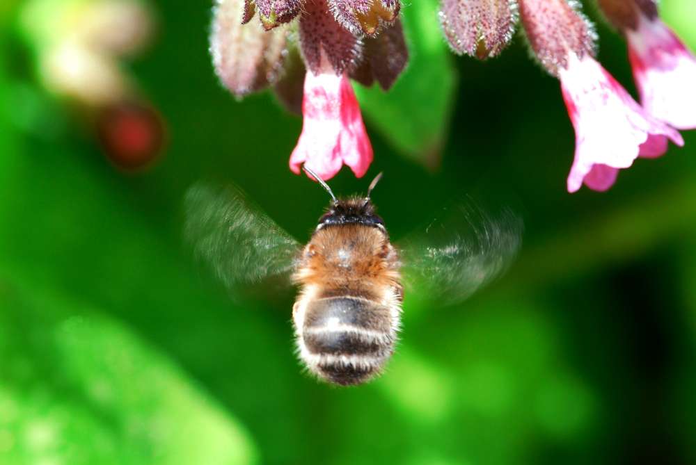 Biene im Flug