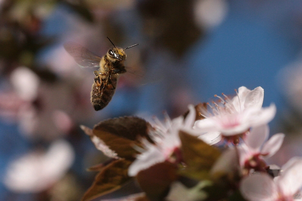 Biene im Flug